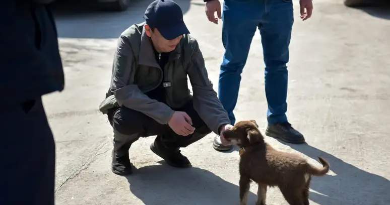 Bişkek'te köpek gezdirme alanları oluşturulacak