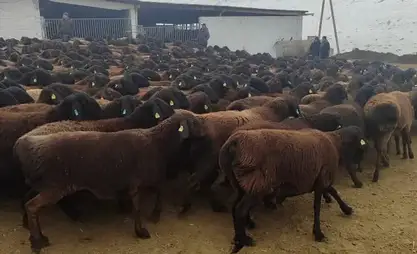 Kırgız koyununun yeni cinsi “Ala-Too” patentlenecek