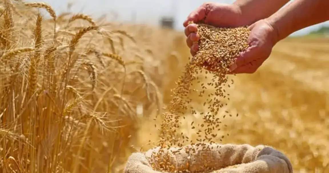 Kırgızistan'da yaklaşık 2 milyon ton tahıl hasat edildi