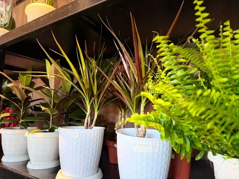 747881777_1521.max-2560x1440.format-webp.jpegquality-90.webp