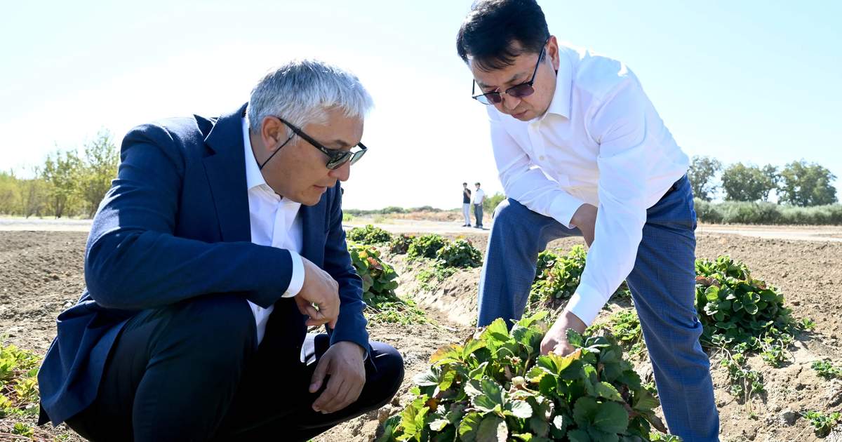 Kaliforniya'dan Kırgızistan'a. Yeni çilek çeşitleri test için hazırlanıyor