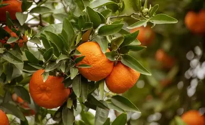 Batken bölgesinde mandalina yetiştirmeyi planlıyorlar