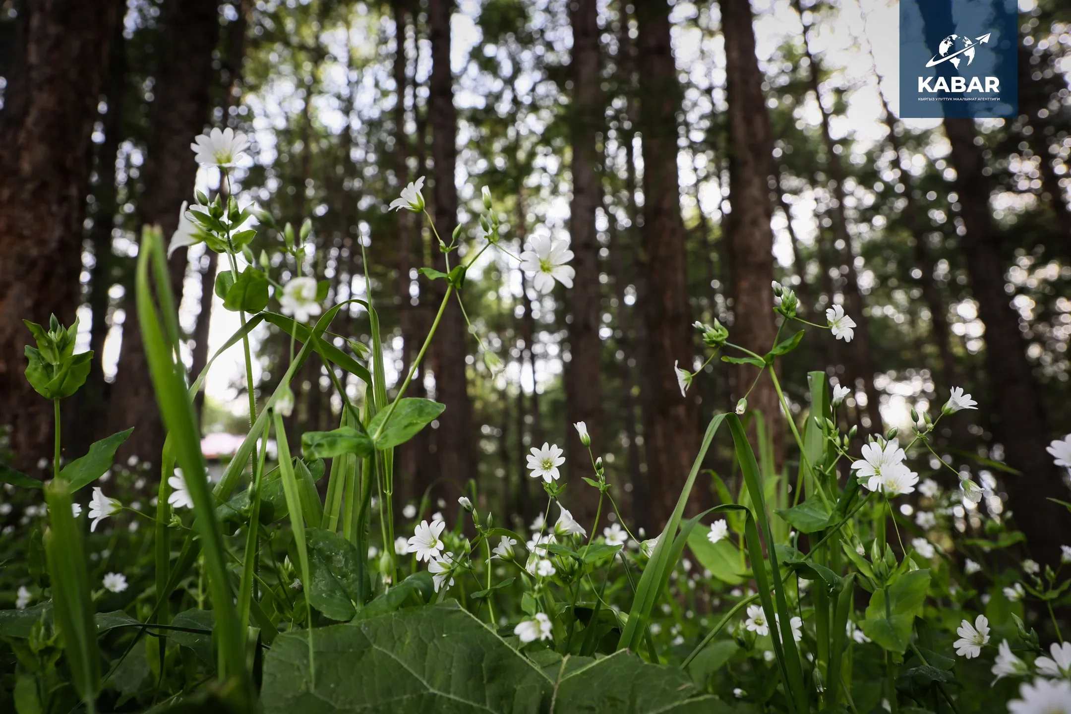 {{ item.title }}