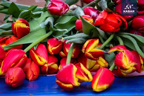 WhatsApp_Image_YTqjhJD.max-2560x1440.format-webp.jpegquality-90.webp