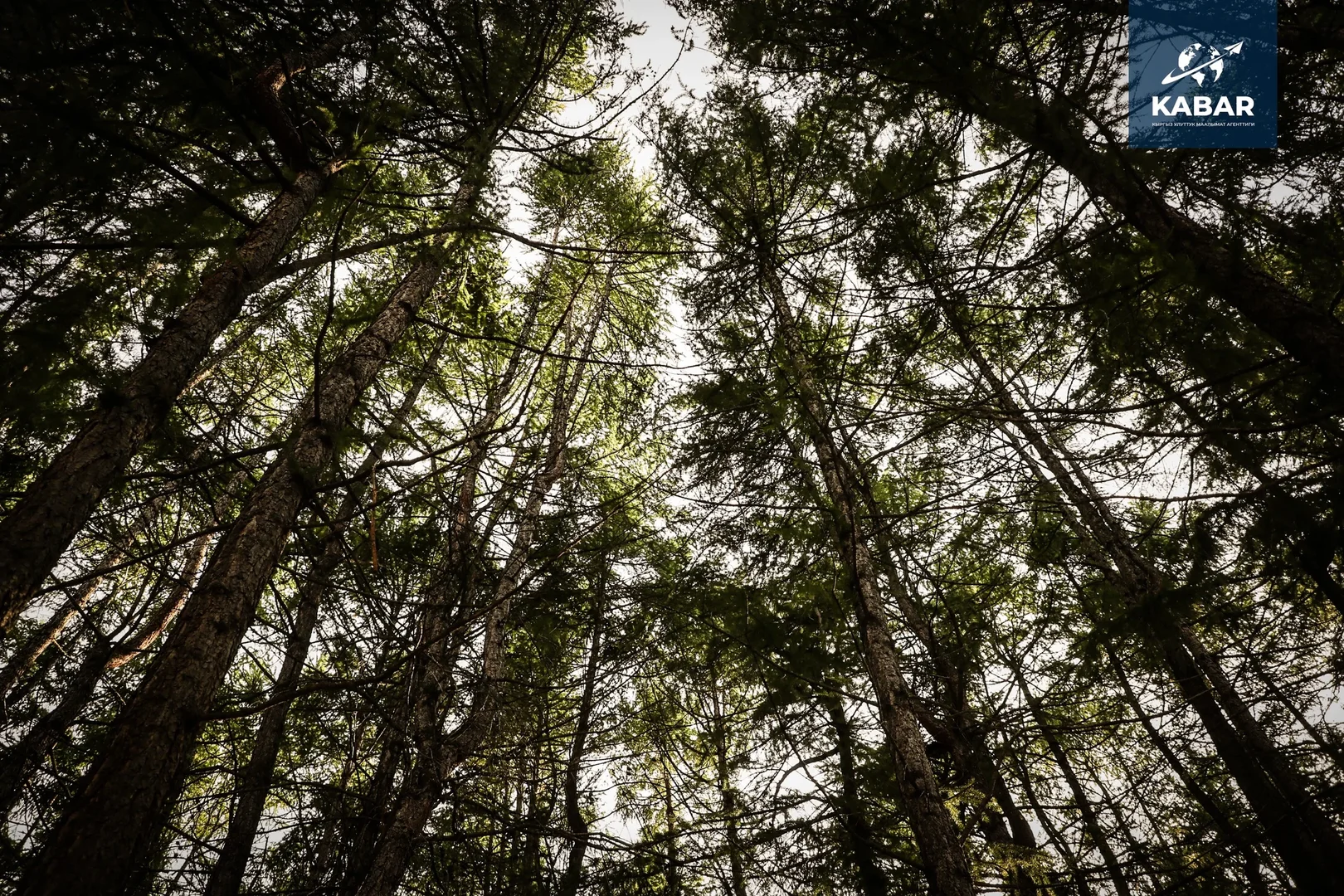 {{item.title }}