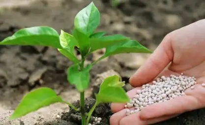 Kırgızistan'ın mineral gübre arzı %49,6 oranında yeterli