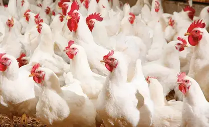 Çüy bölgesinde günlük 180.000 yumurta kapasiteli bir kümes hayvanı çiftliği açıldı