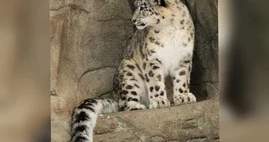 Turistler Ceti-Ögüz ilçesinde bir kar leoparıyla karşılaştı