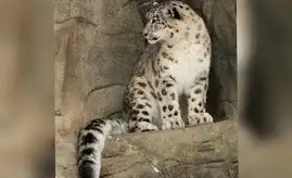 Turistler Ceti-Ögüz ilçesinde bir kar leoparıyla karşılaştı