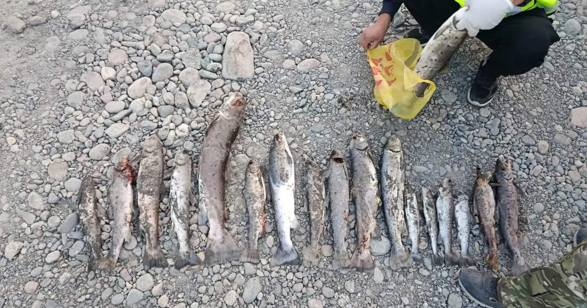 Barskoon nehri'nde balık ölümleri tespit edildi; Sebepler araştırılıyor