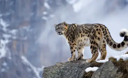 Kırgızistan, "Kar Leoparı Eko Festivali – Kemin 2026"ya ev sahipliği yapacak