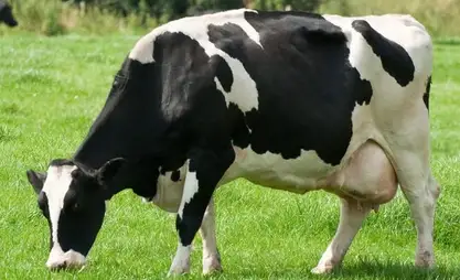 AgroDialog – 2026. Süt çiftliği Holstein-Friesian inekleri yetiştiriyor