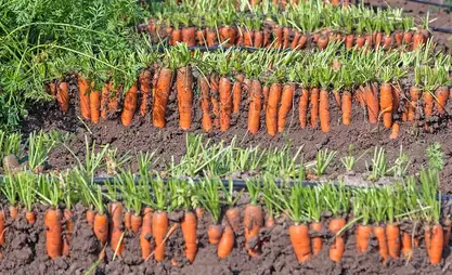 Kırgız Cumhuriyeti Tarım Bakanlığı, havuç ekiminde kıtlığı önlemek için denetim yaptı