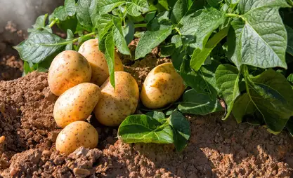 Aravan ilçesi'nde patatesler beklenenden önce olgunlaştı