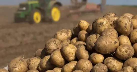 Kırgızistan patates ithalatını geçici olarak kısıtlamayı öneriyor