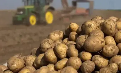 Kırgızistan patates ithalatını geçici olarak kısıtlamayı öneriyor