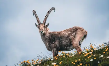 Kırgızistan yaban hayatına zarar verme cezalarını sıkılaştırdı