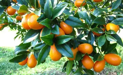 Tarım Bakanlığı'na göre, 2025 yılında Batken bölgesi'nde 7.000 tondan fazla tropikal meyve hasat edildi