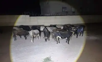 Batken bölgesindeki sınır muhafızları, sığır kaçakçılığı girişimini engelledi